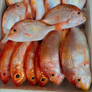 Cá Bánh Đường Tươi Sống