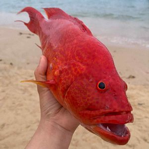 Cá Mú Đỏ Tươi