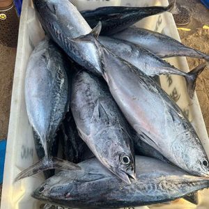 Cá Ngừ Tươi